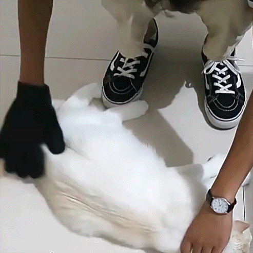Gants de Toilettage FluffOff™ (x2)